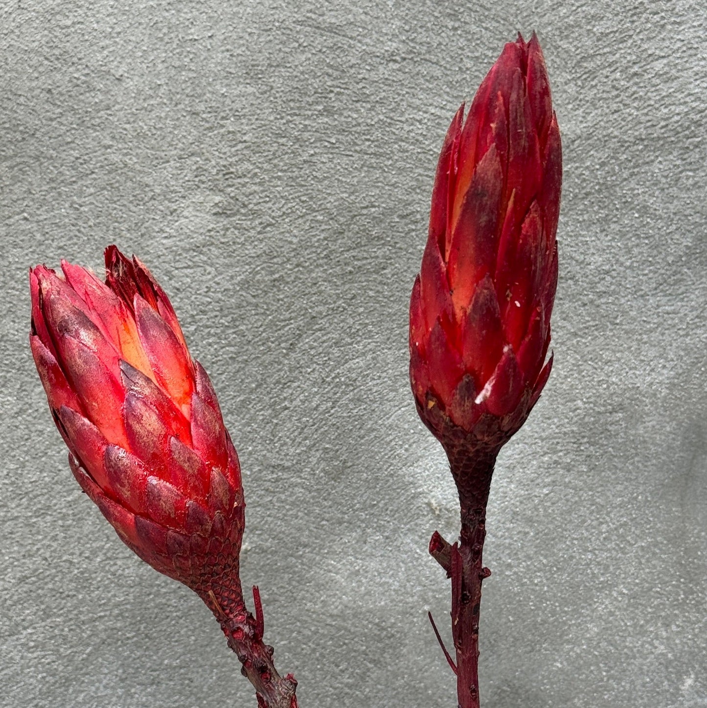 Protea