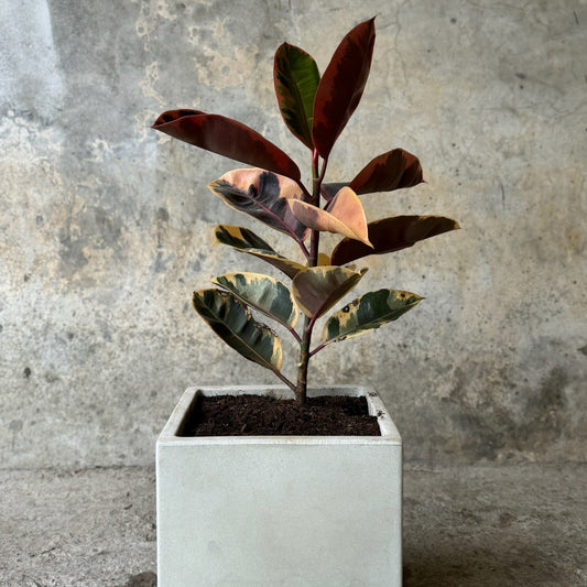 CAUCHO / GOMERO BOLSA 36x40