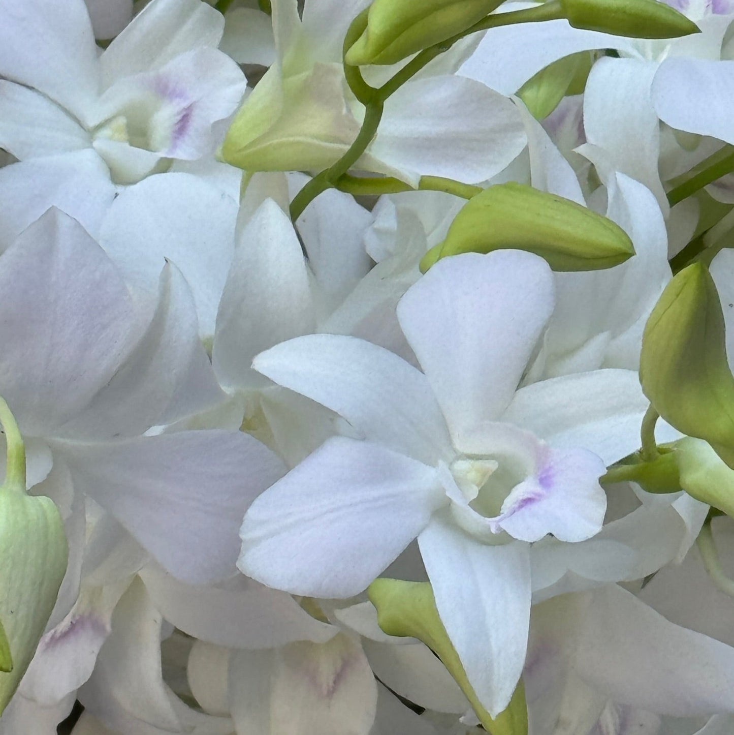 Dendrobium