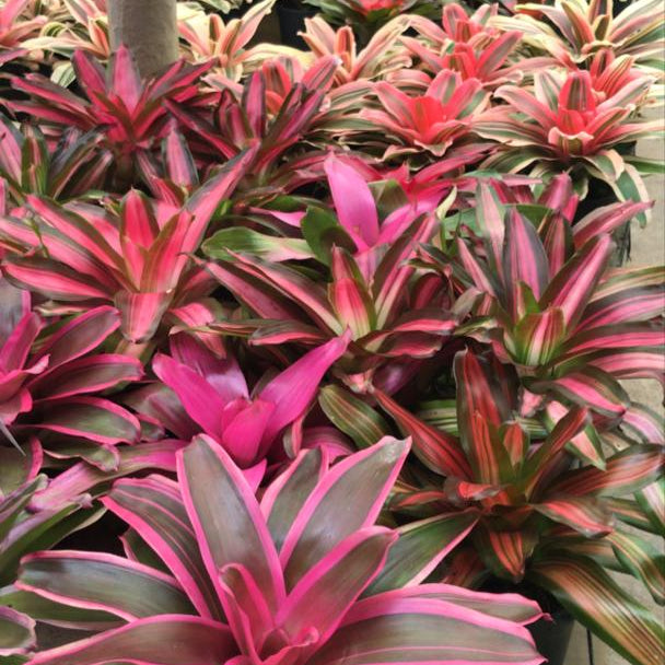 BROMELIAS MED SOL/SOMBRA