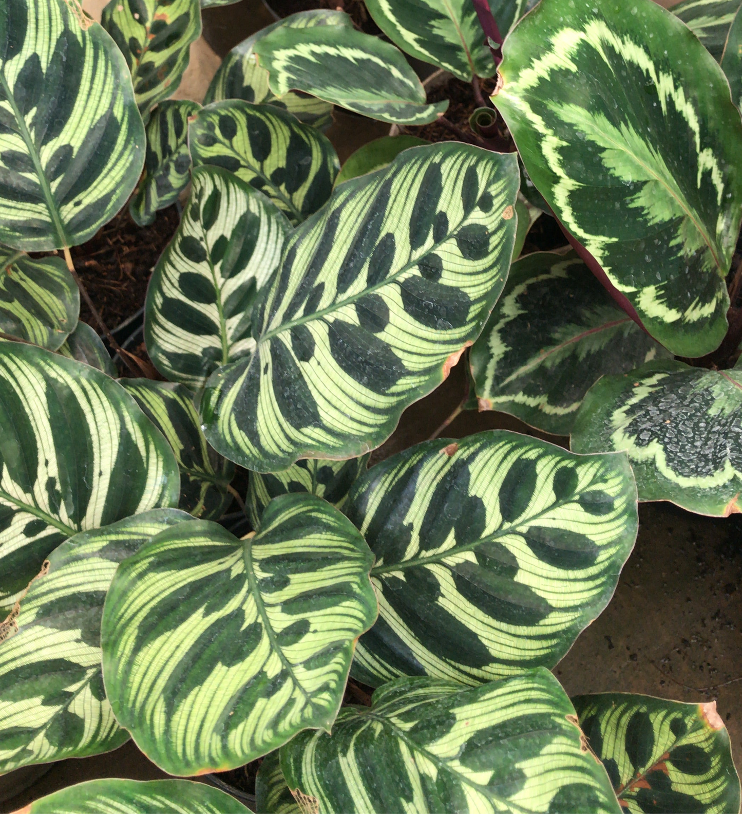CALATHEAS BG