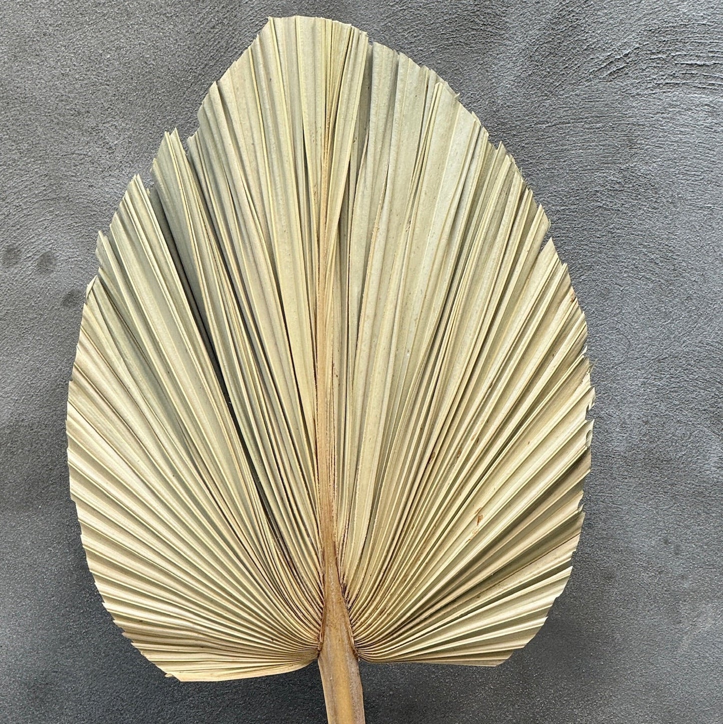 Hoja de abanico