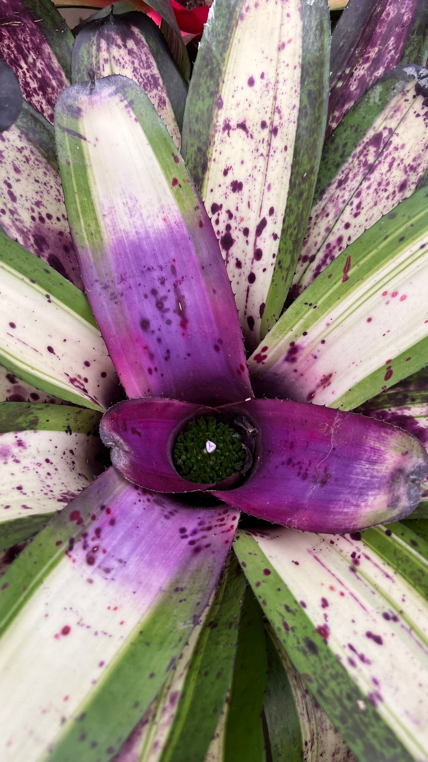 BROMELIAS MED SOL/SOMBRA