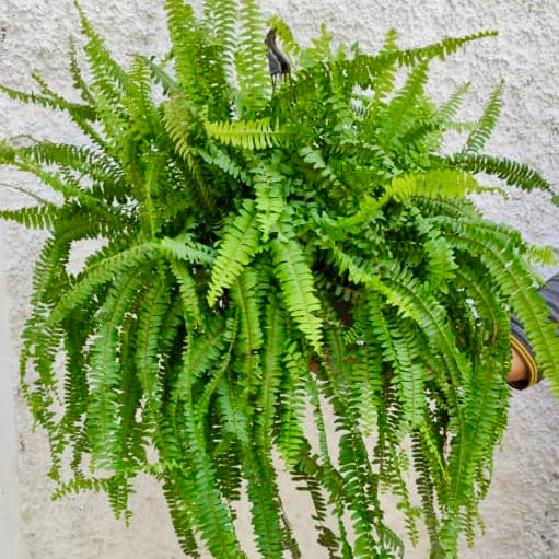 HELECHO CORTINA COLGANTE PG