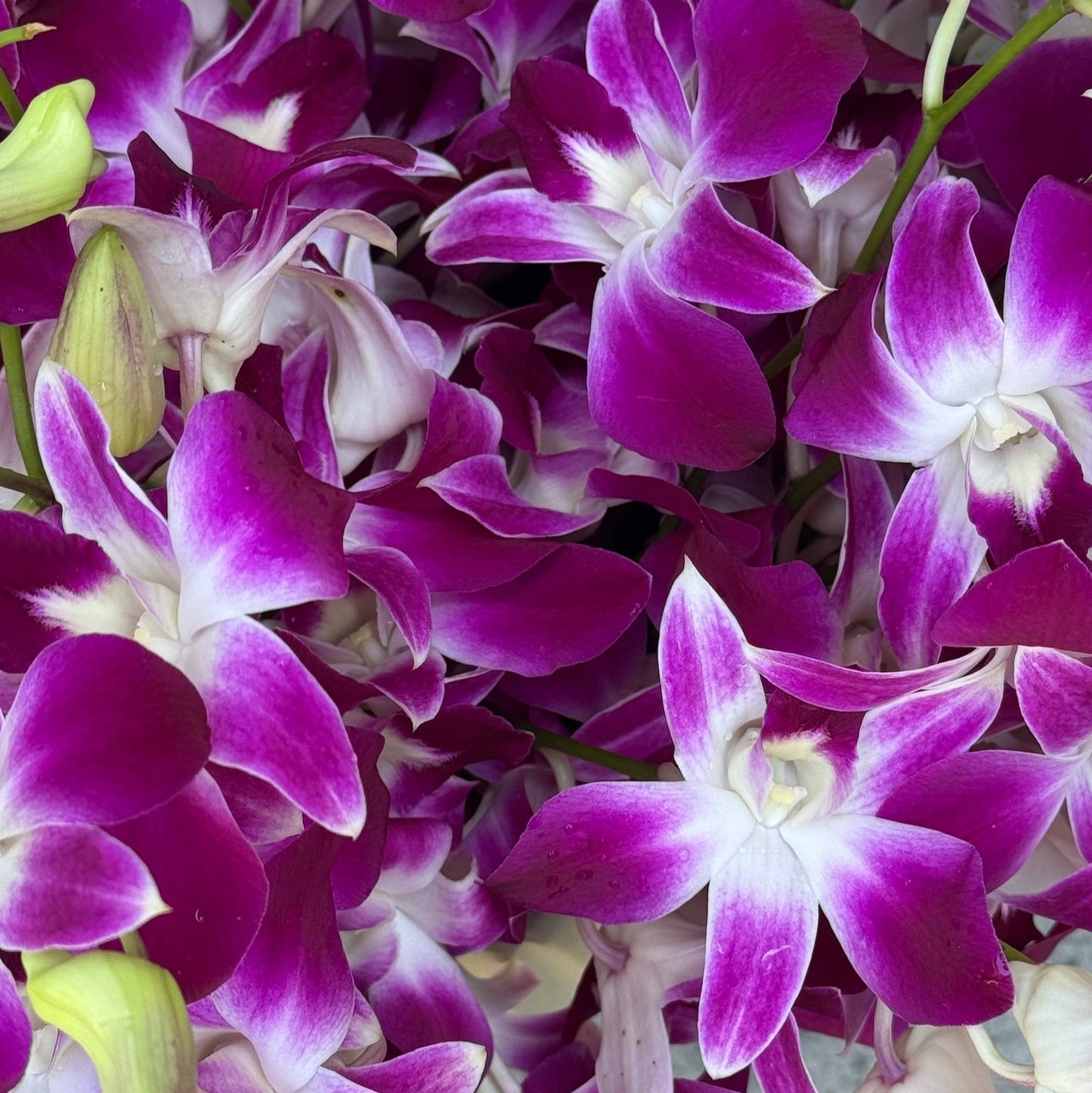 Dendrobium