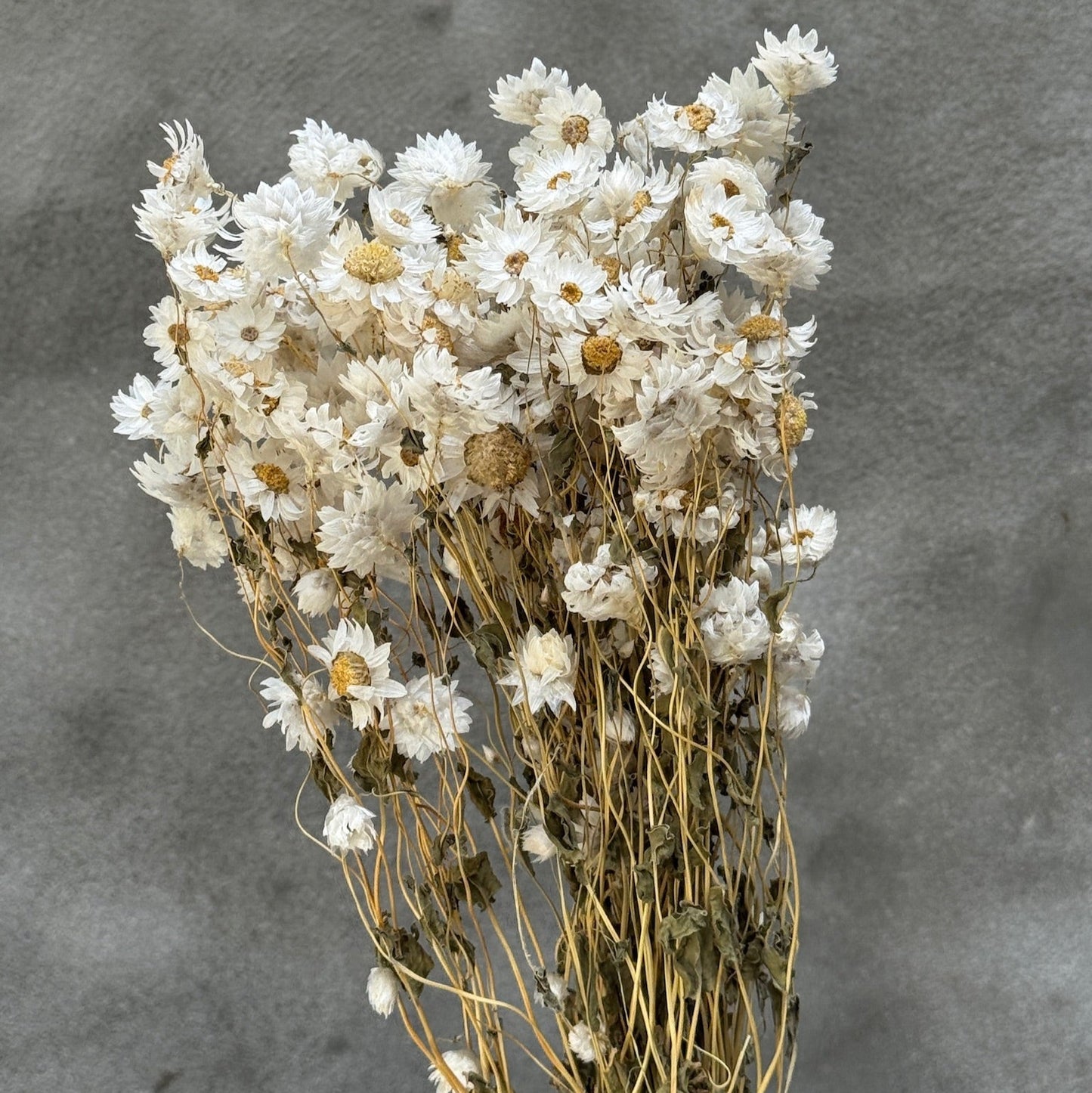 Margarita preservada