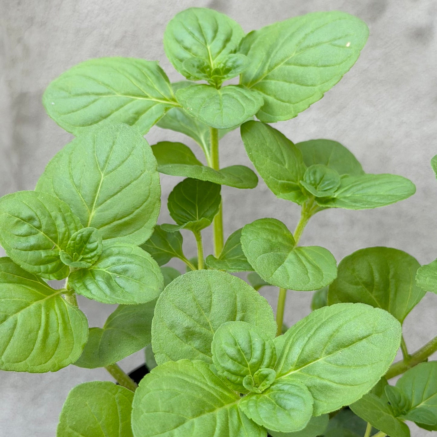 Menta