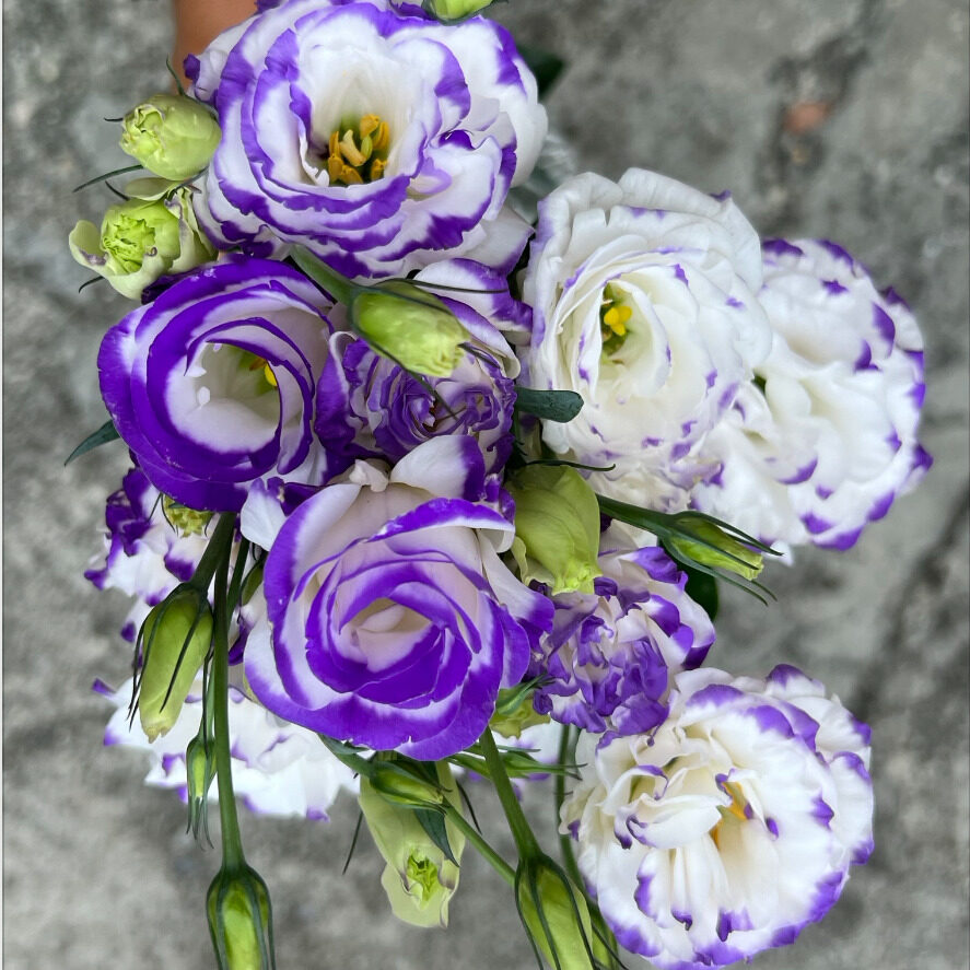 Lisianthus