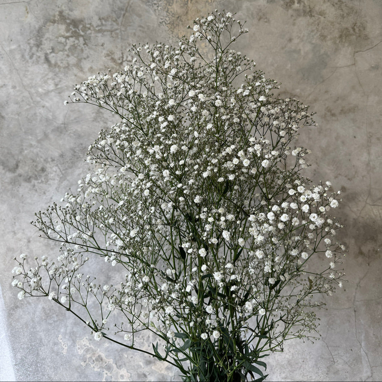 Gypsophila