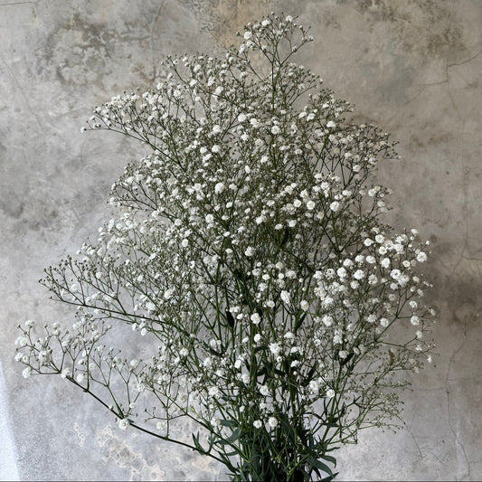 Gypsophila