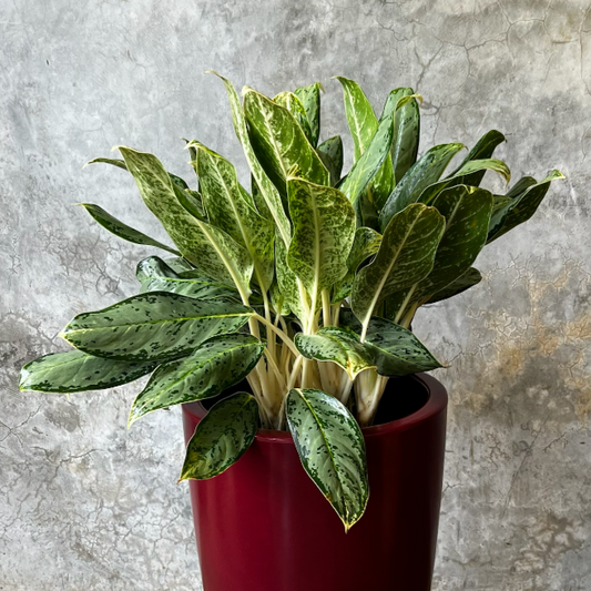 CAFETON POTE 27 / B EXTRA G