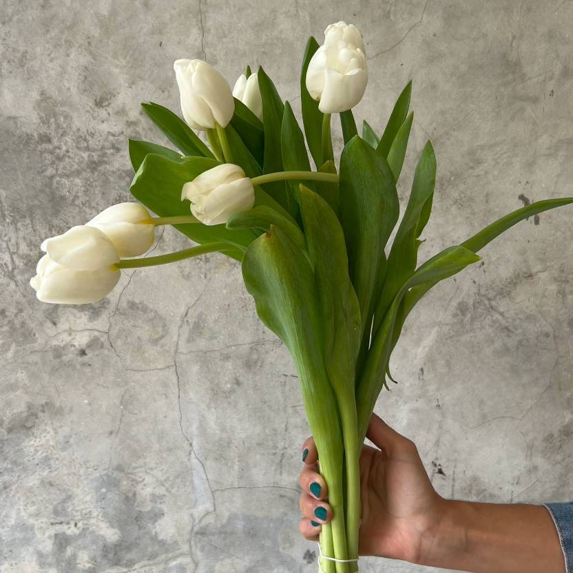 Tulipanes