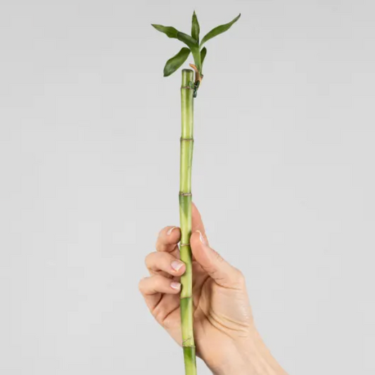 LUCKY BAMBU 30CM UDS