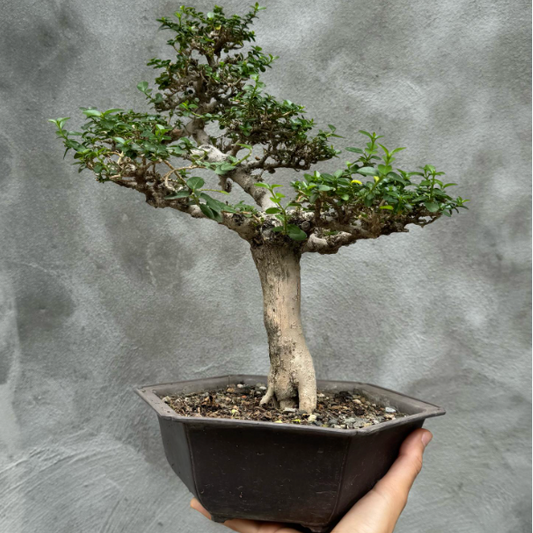 BONSAI NINA BONITA 18ANOS