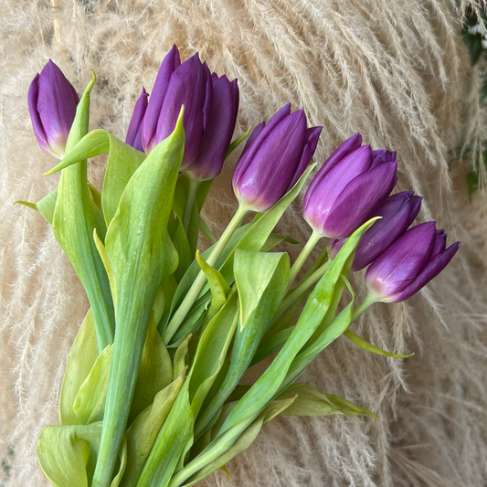 Tulipanes