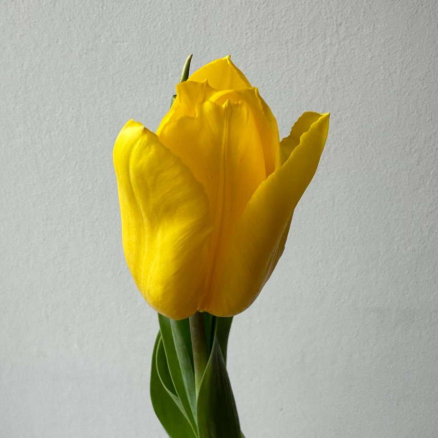 Tulipanes