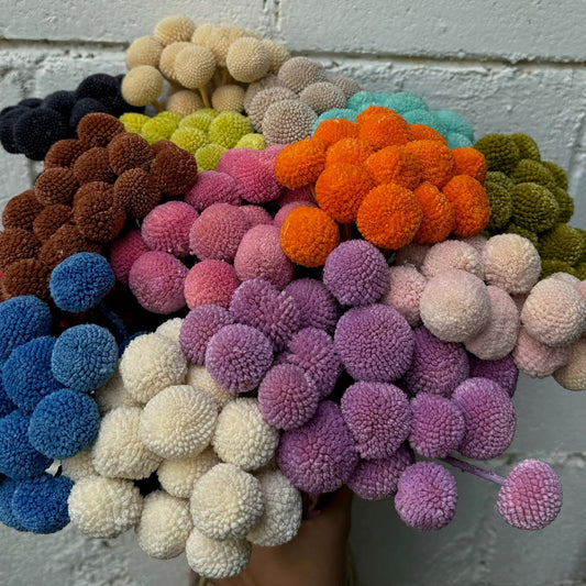 Craspedia Preservada