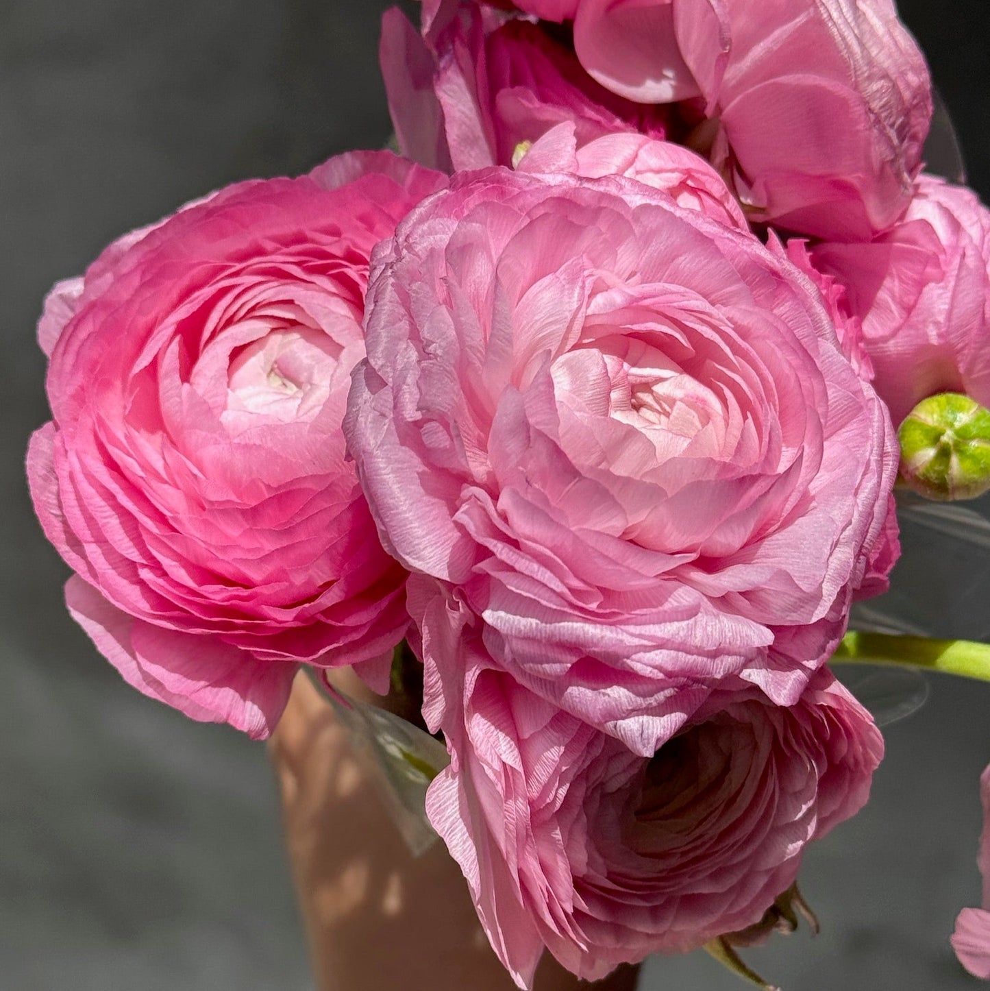 Ranunculus