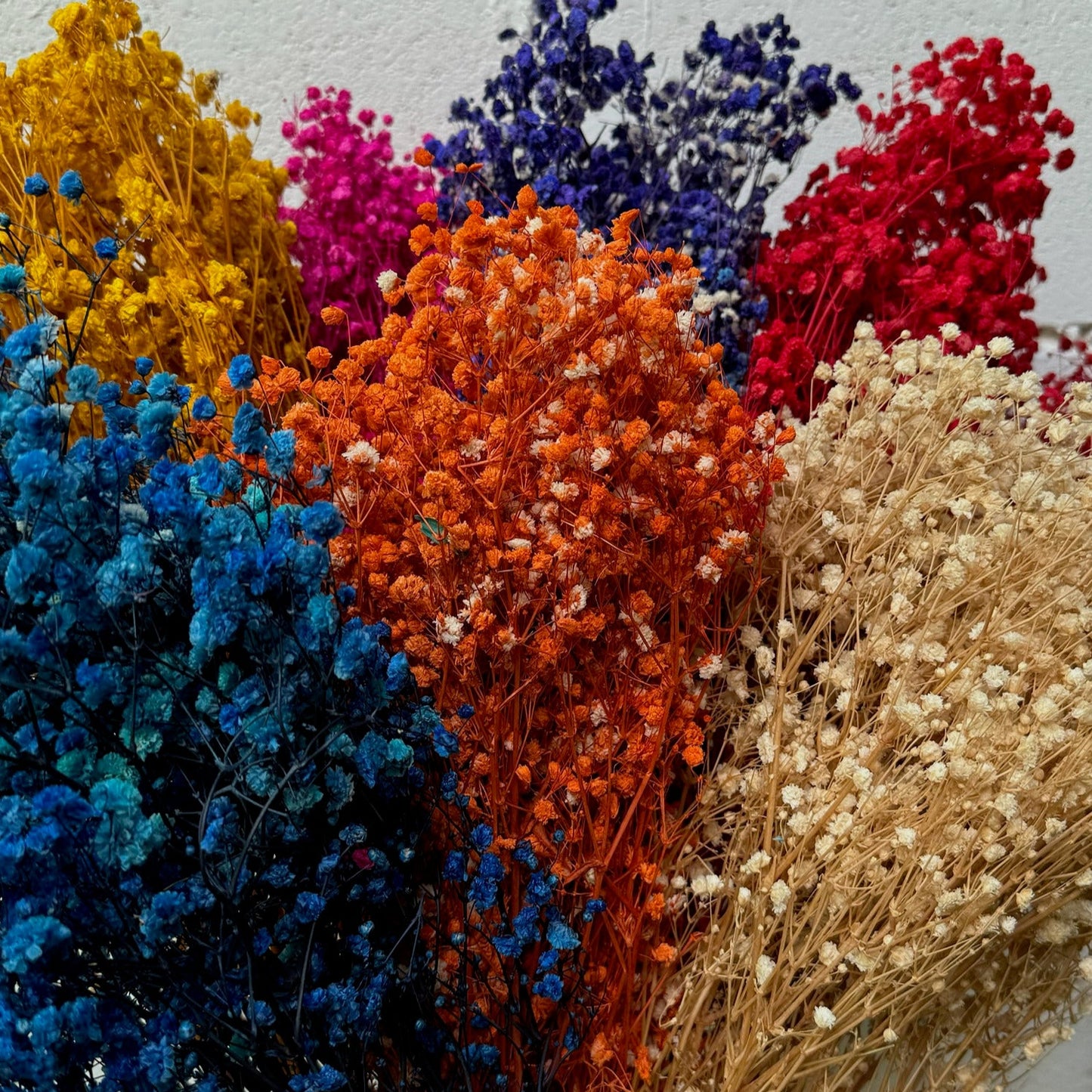 Gypsophila