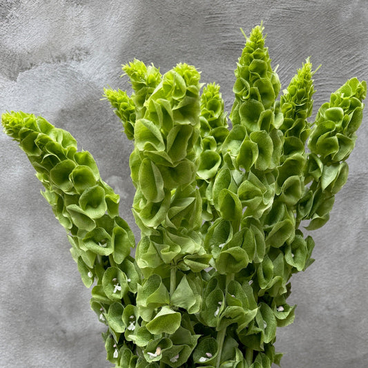 Moluccella