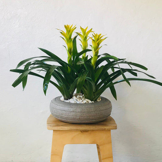 BROMELIAS MED SOL/SOMBRA