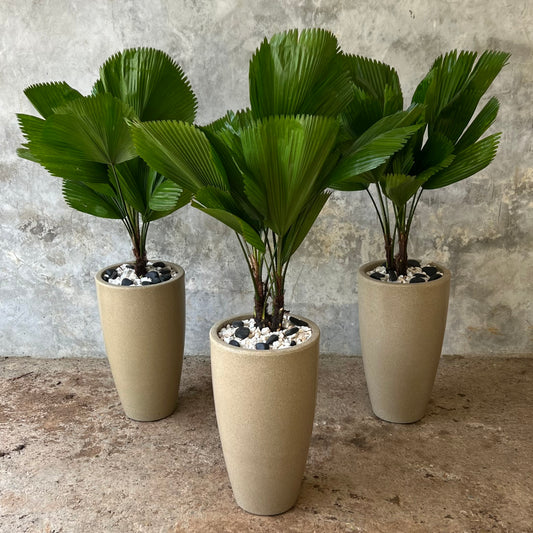 PALMA TOTUMA B EXTRA GRANDE