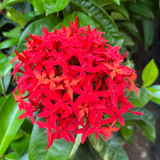 IXORA GRANDE BG