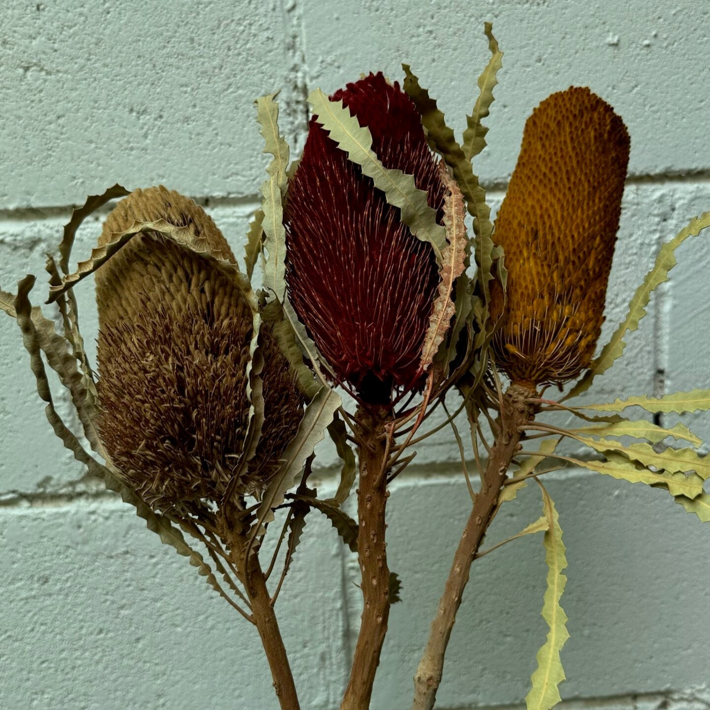 Banksia