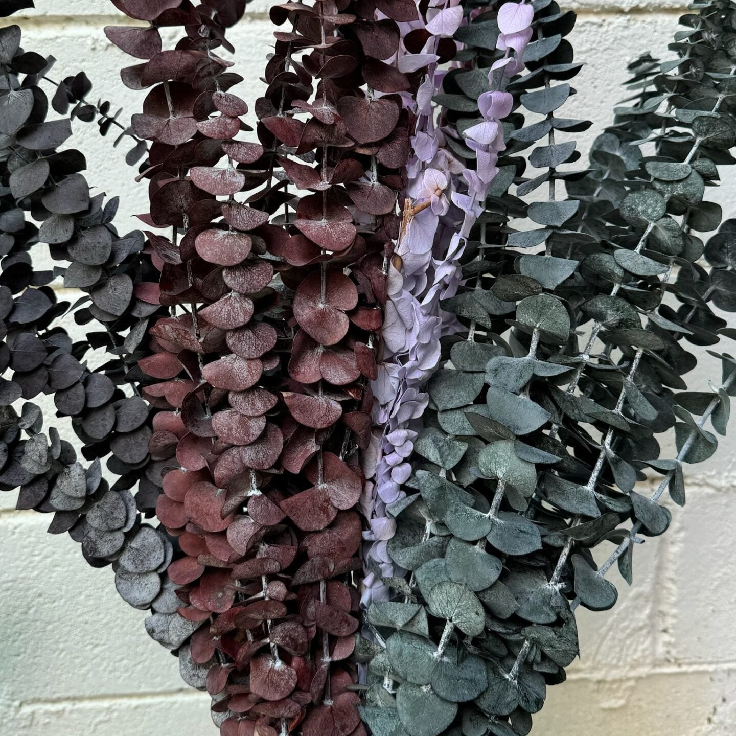 Eucalipto Preservado