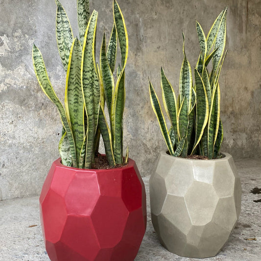 SANSEVIERIA P15