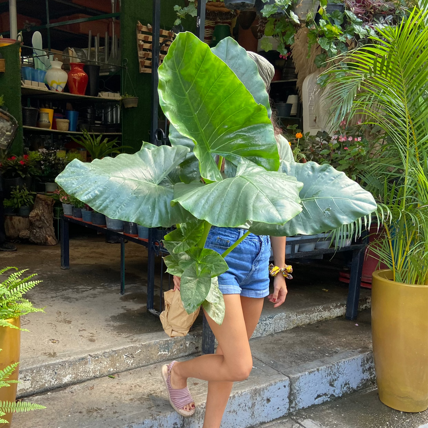 ALOCASIA/OCUMO BG