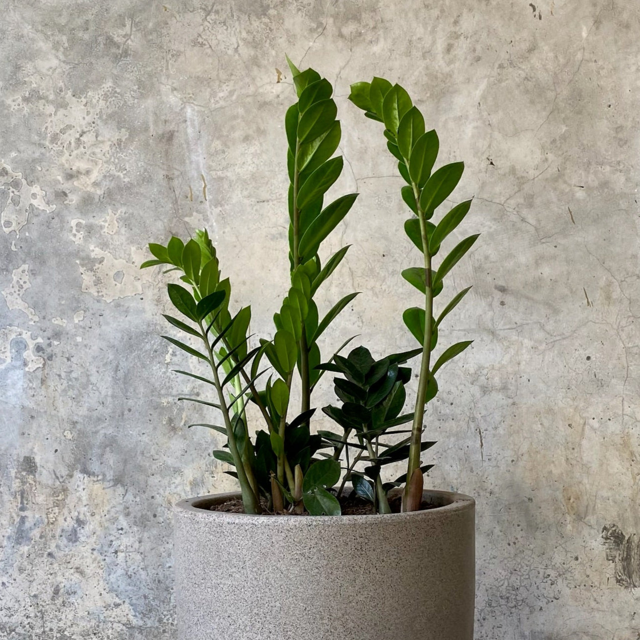 ZAMIA