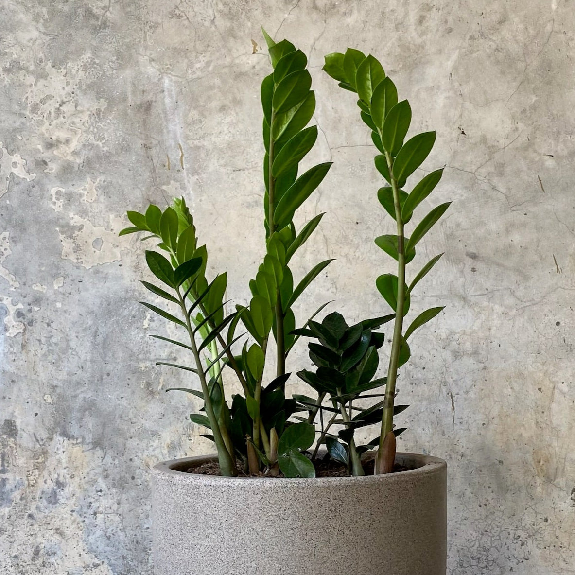ZAMIA