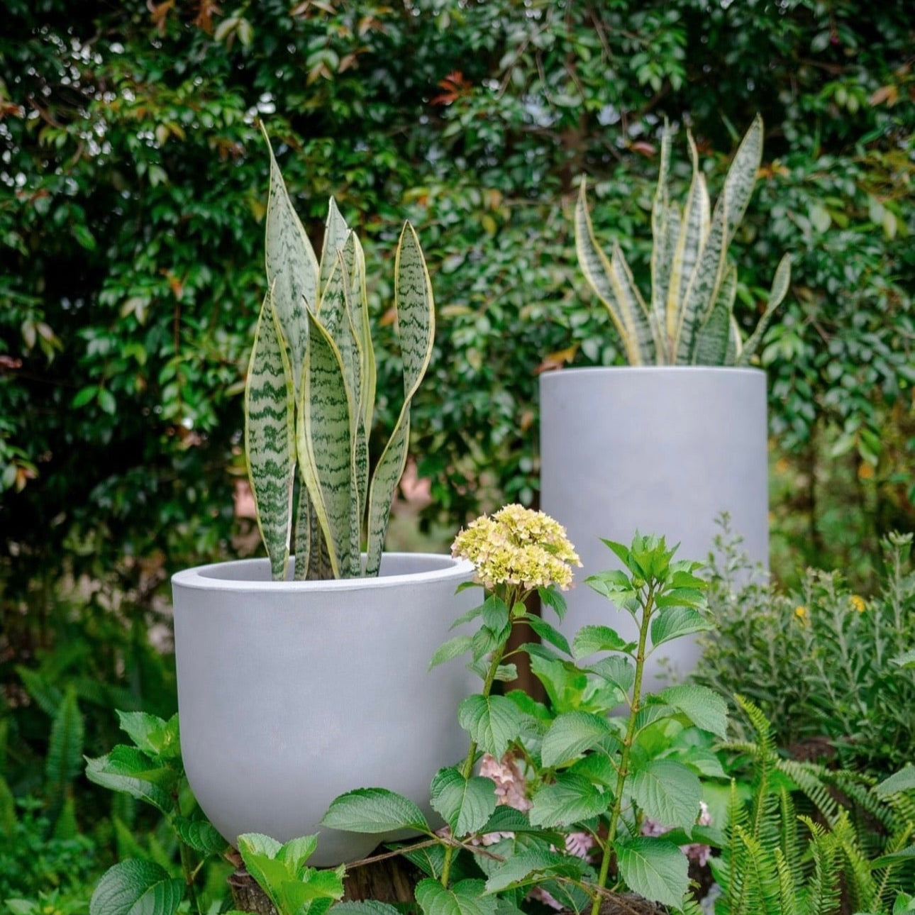 SANSEVIERIA P15