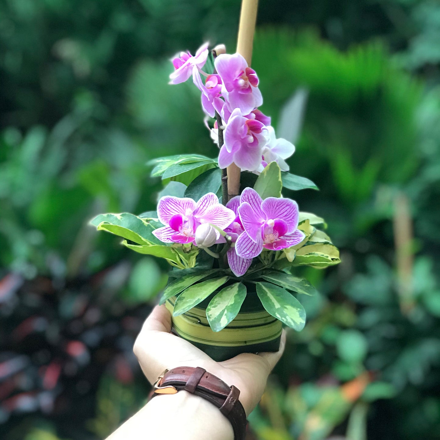 ORQUIDEAS MINI