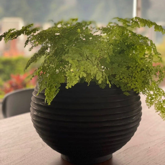 HELECHO TINAJERO P17