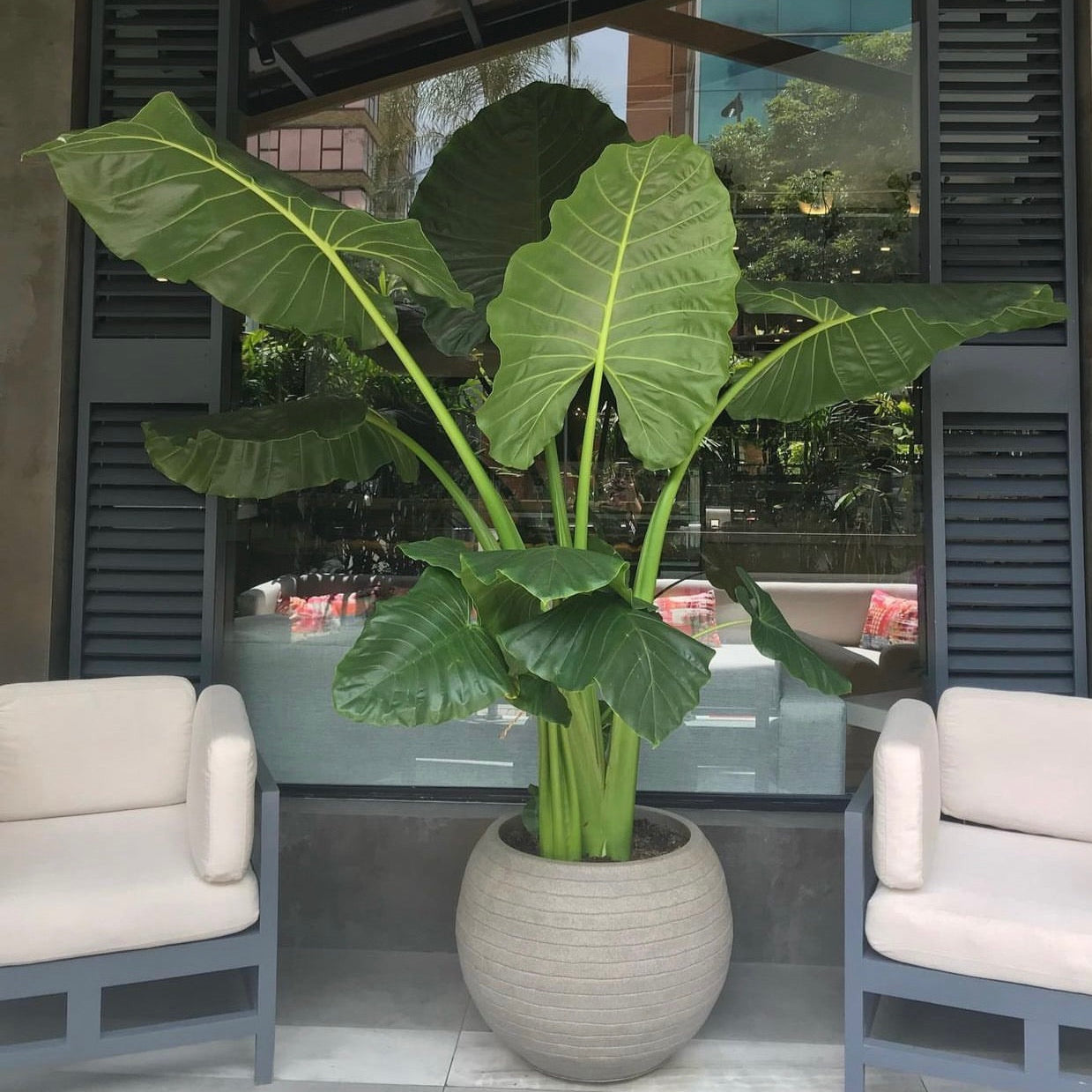 ALOCASIA/OCUMO BG