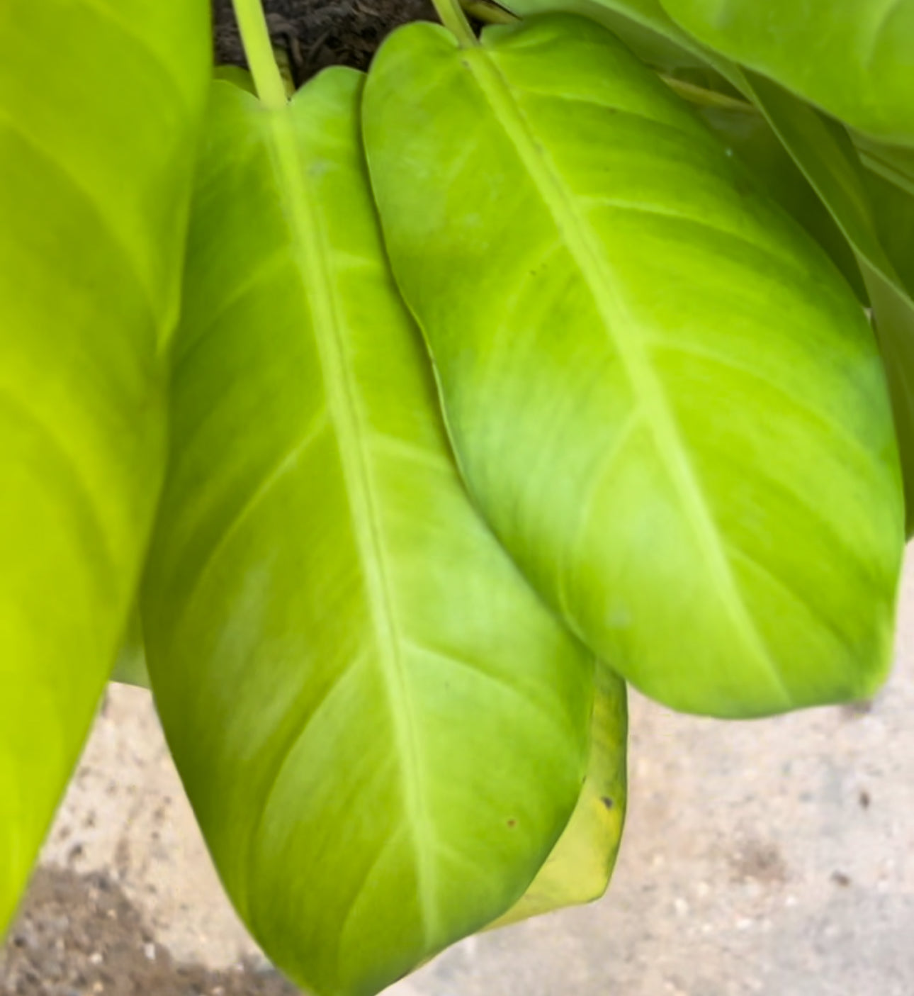 MALANGA AMARILLA P27 + TUTOR