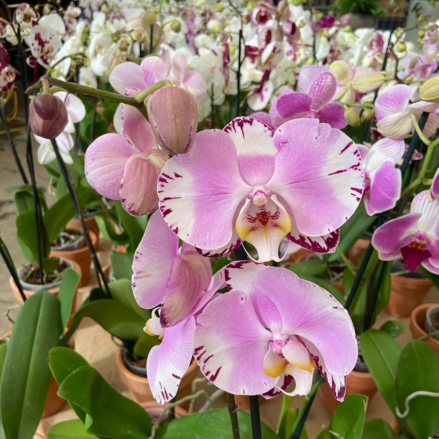 Orquídeas