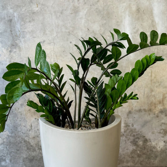 ZAMIA