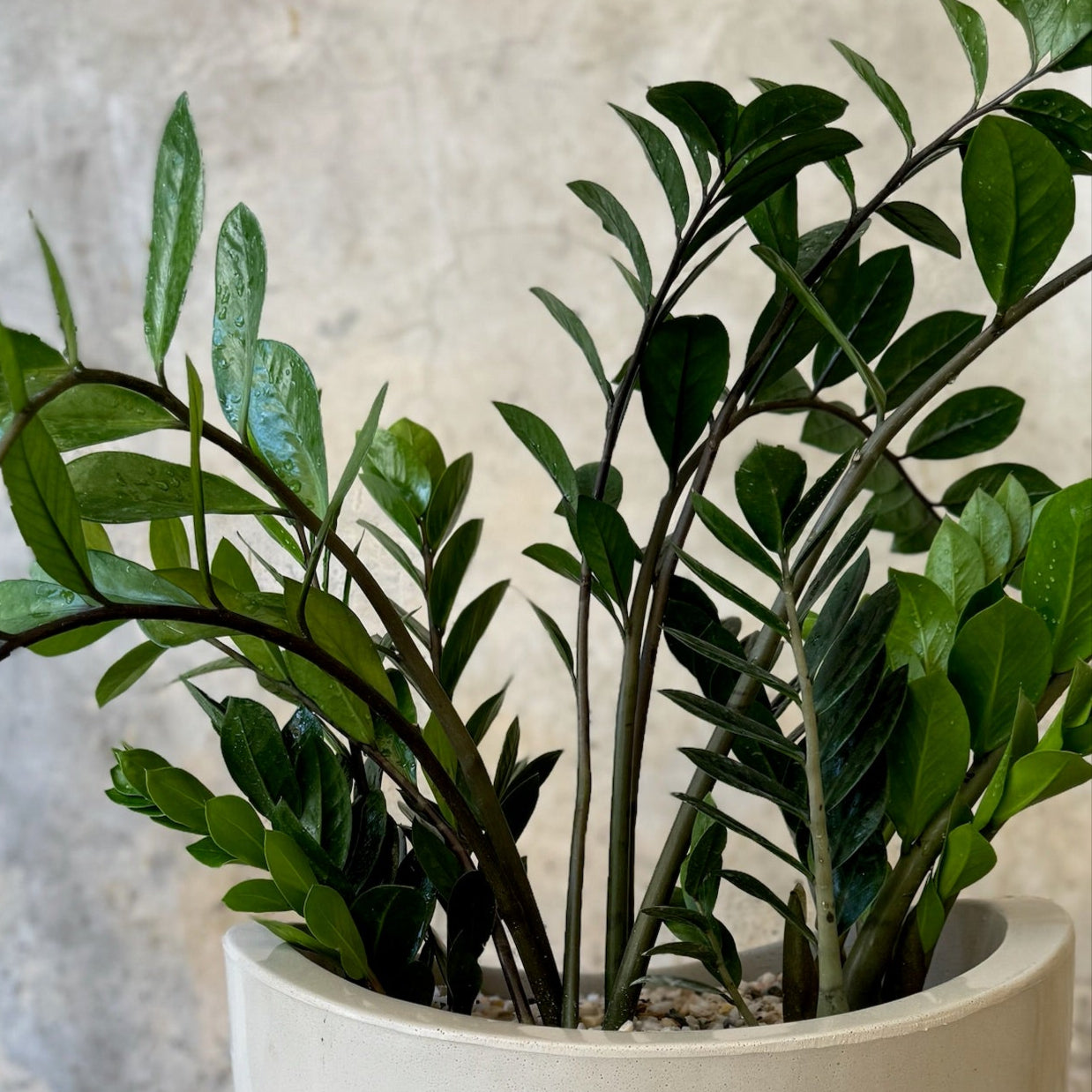 ZAMIA