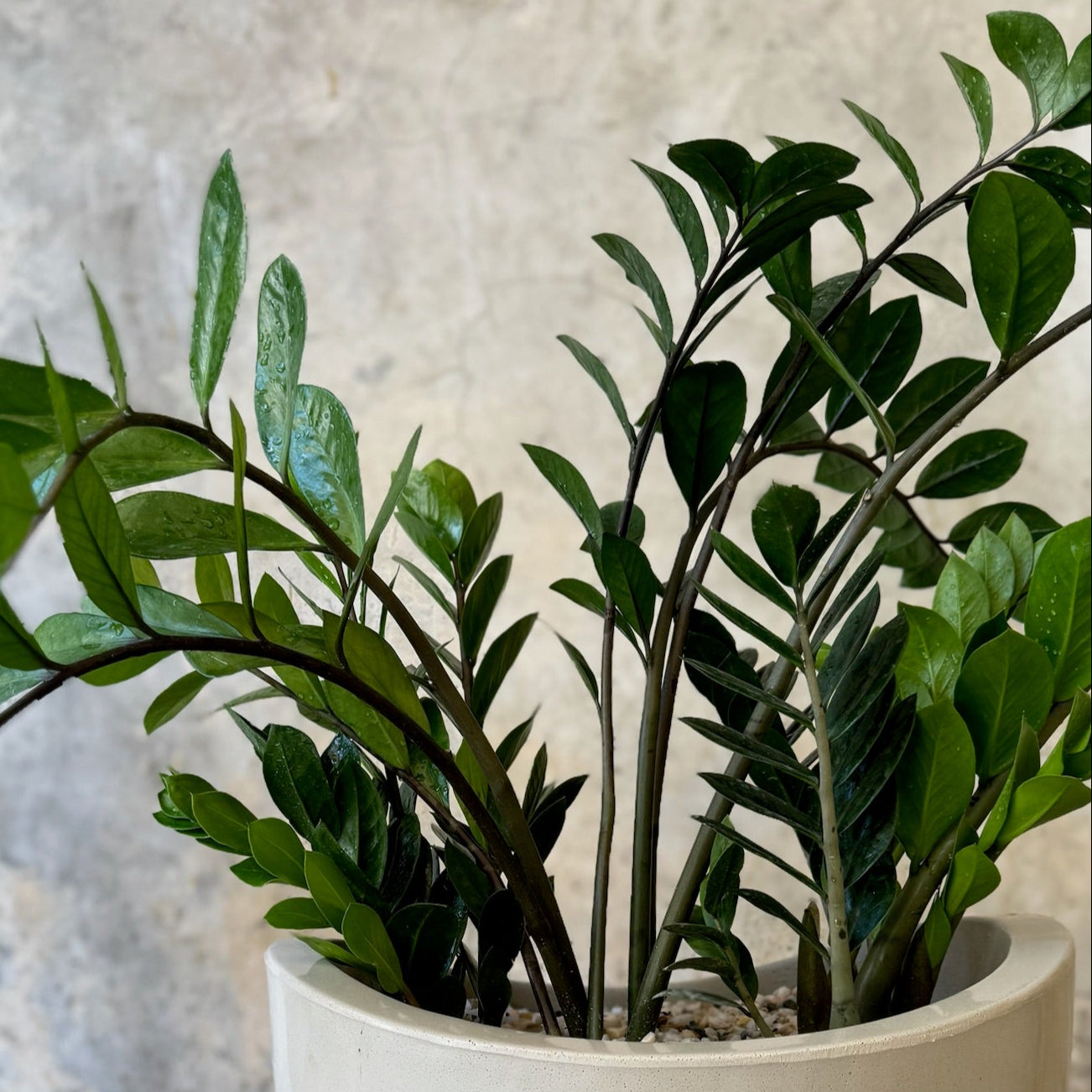 ZAMIA