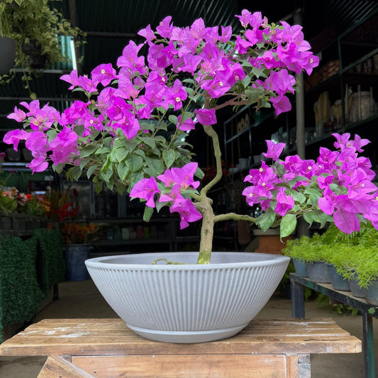 BONSAI TRINITARIA GDE