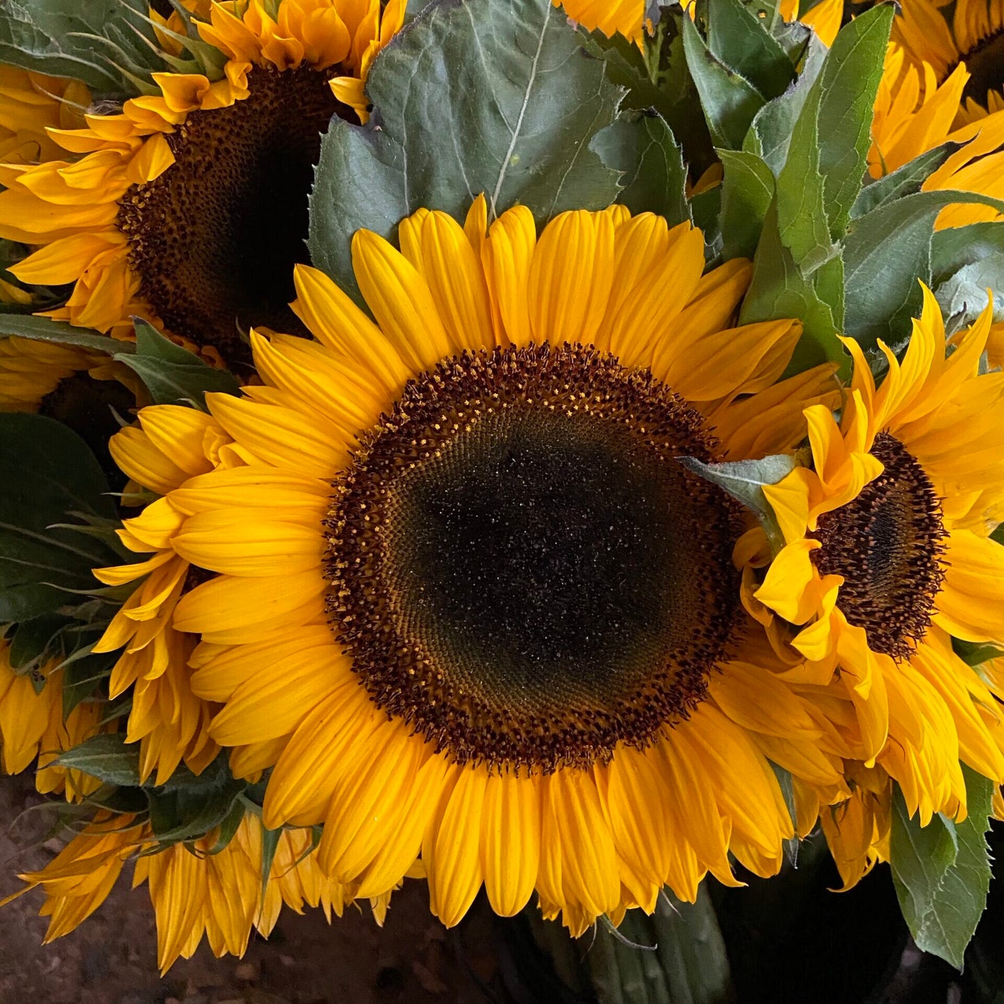 Girasol