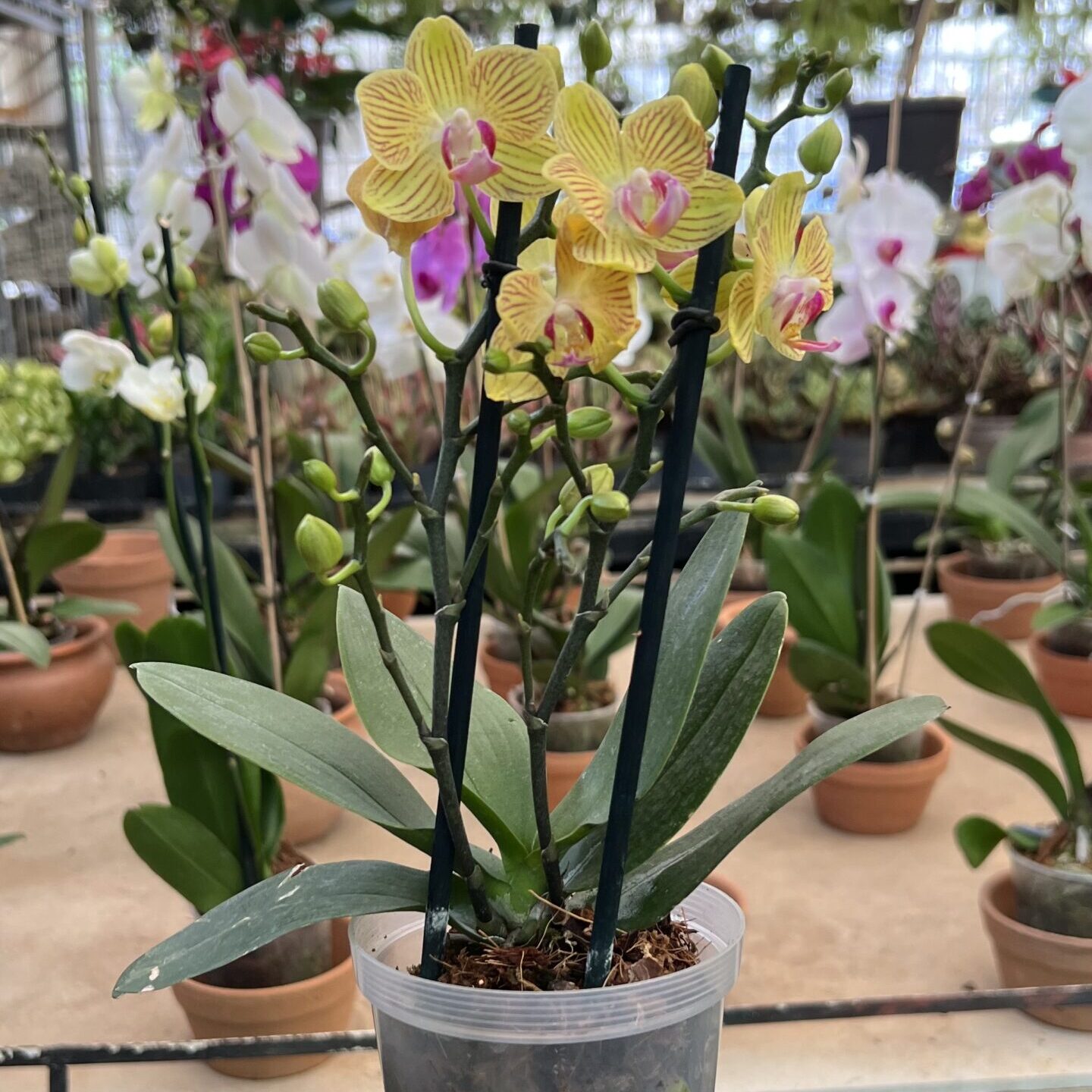 Orquídeas