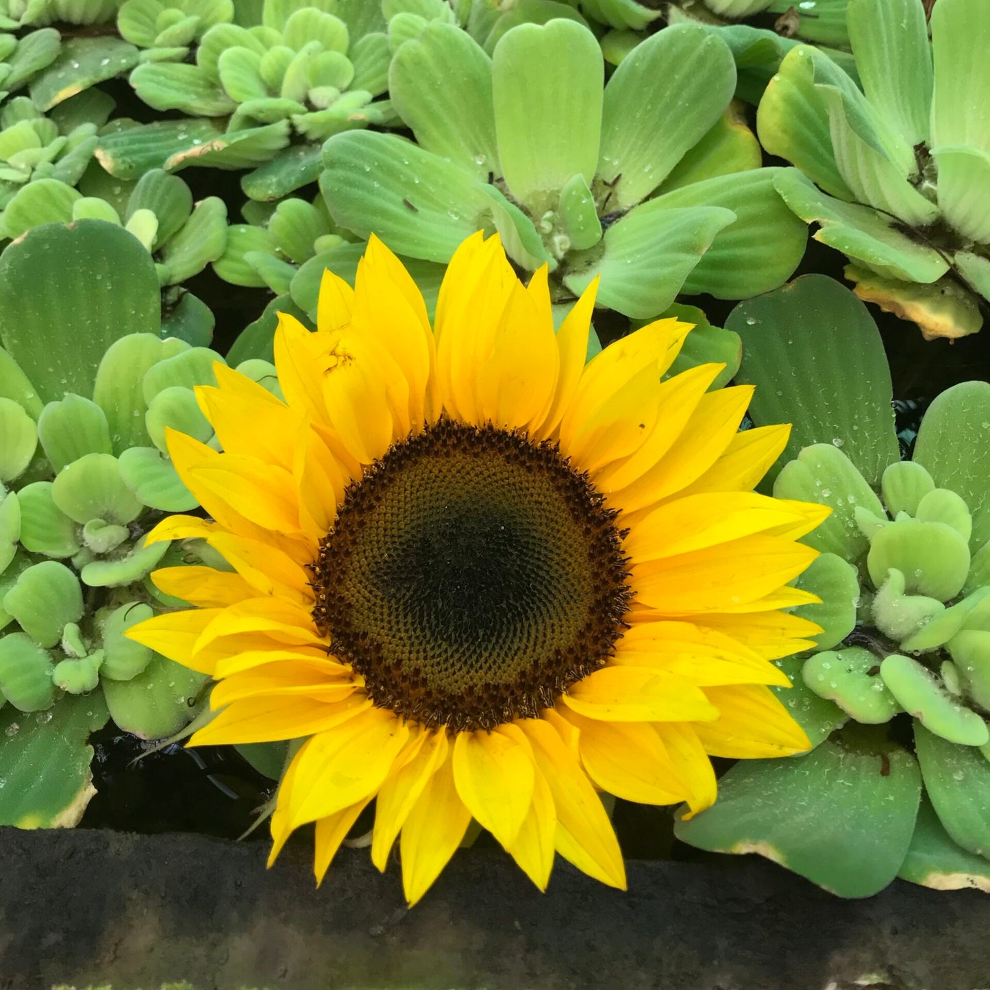 Girasol