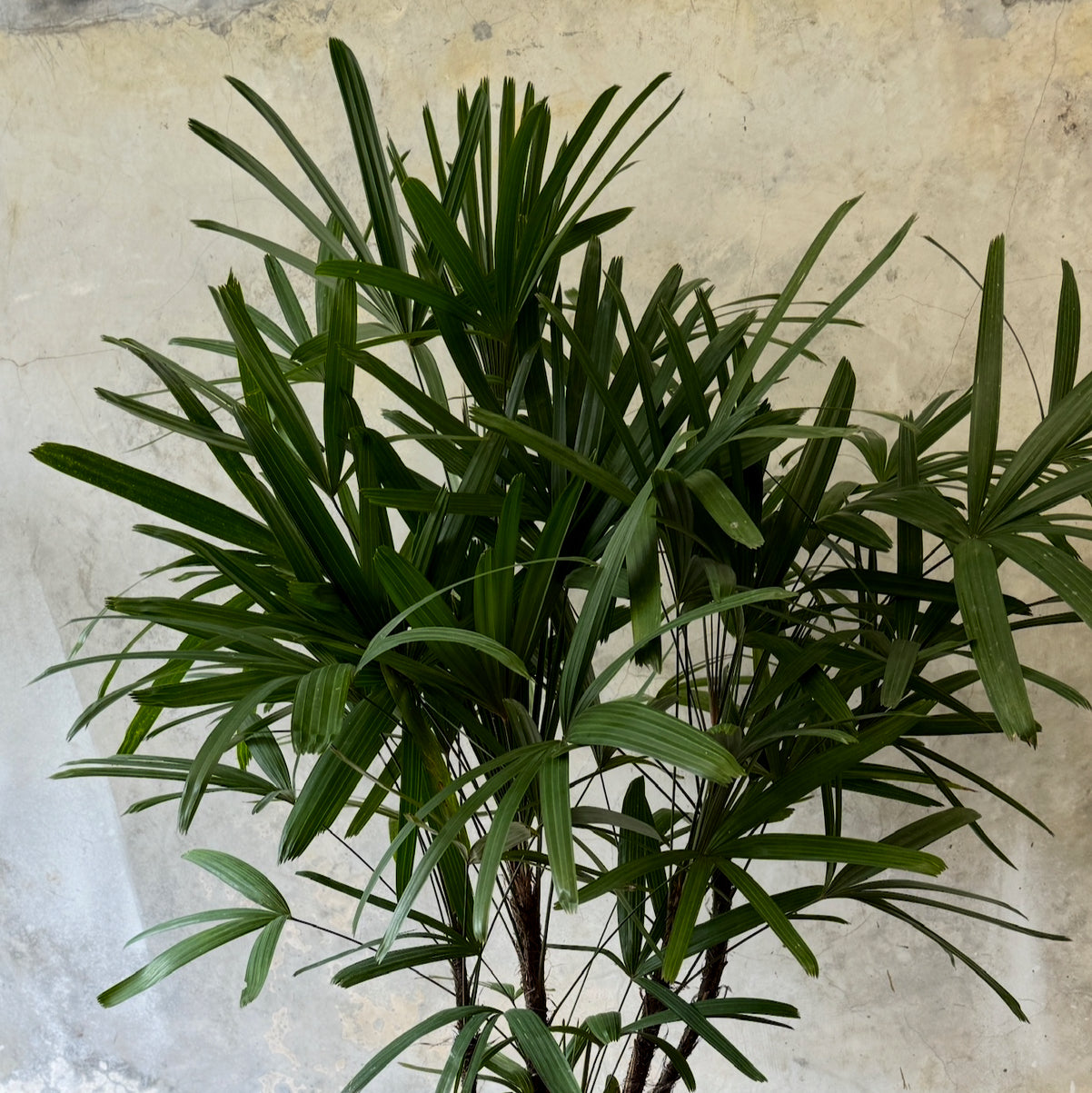 PALMA RAPHIA P40