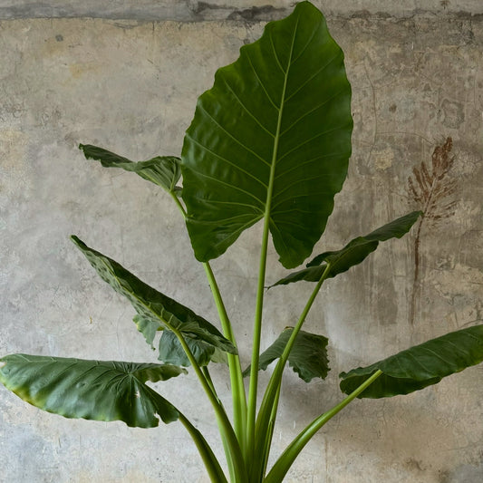 ALOCASIA/OCUMO BG