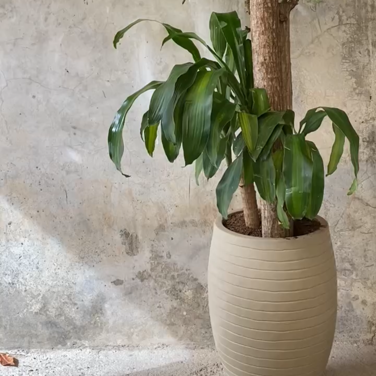 PALO DEL BRASIL BP