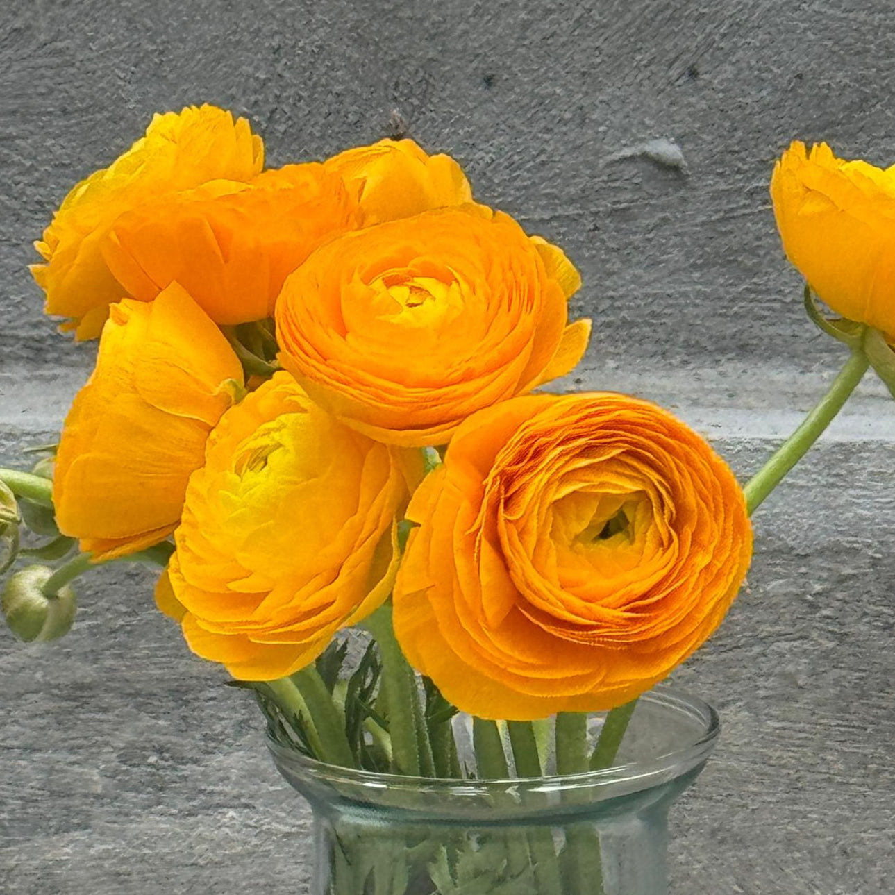 Ranunculus
